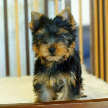 ヨークシャーテリア【千葉県・女の子・2022年4月21日・スチールブルー&タン】の写真「かーわいい」