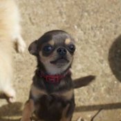 チワワ(スムース)【・女の子・2023年5月15日・ブラック&タン】「父親」