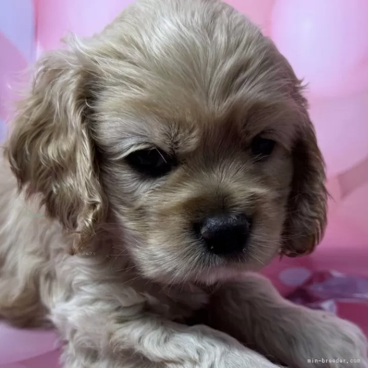 H.A 様のお迎えした子犬