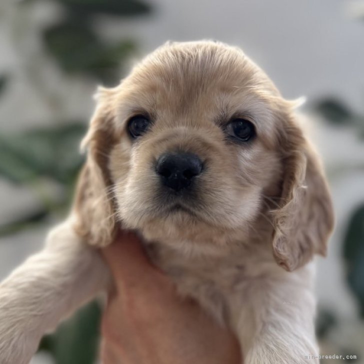 ブリーダー画像