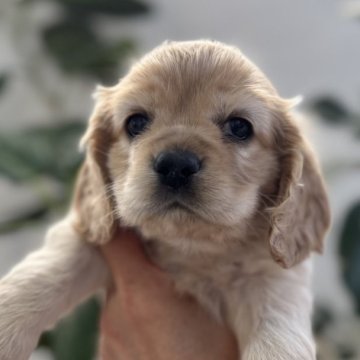 アメリカンコッカースパニエル【群馬県・女の子・2025年9月8日・バフ】の写真「🌸めちゃくちゃ可愛い女の子そのままお連れOK🌸」