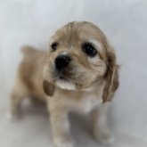 アメリカンコッカースパニエル