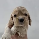 アメリカンコッカースパニエル