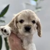 アメリカンコッカースパニエル