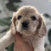 アメリカンコッカースパニエル