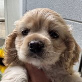 アメリカンコッカースパニエル