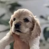 アメリカンコッカースパニエル【群馬県・女の子・2025年9月8日・バフ】の写真15