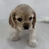 アメリカンコッカースパニエル【群馬県・女の子・2025年9月8日・バフ】の写真9