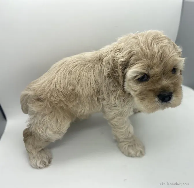 ID:2105-01008の子犬