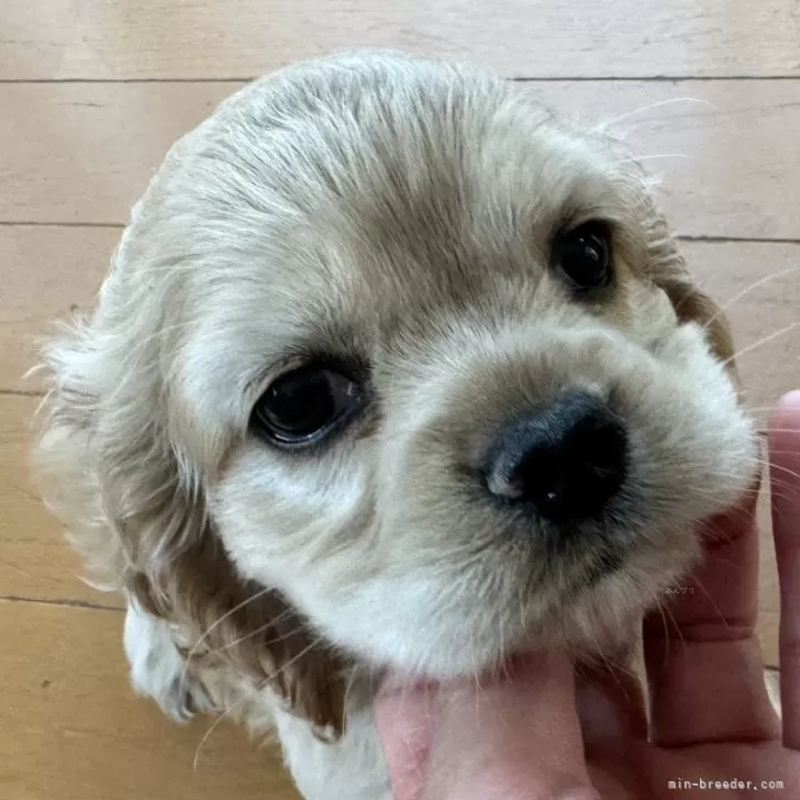 ID:2407-05328の子犬