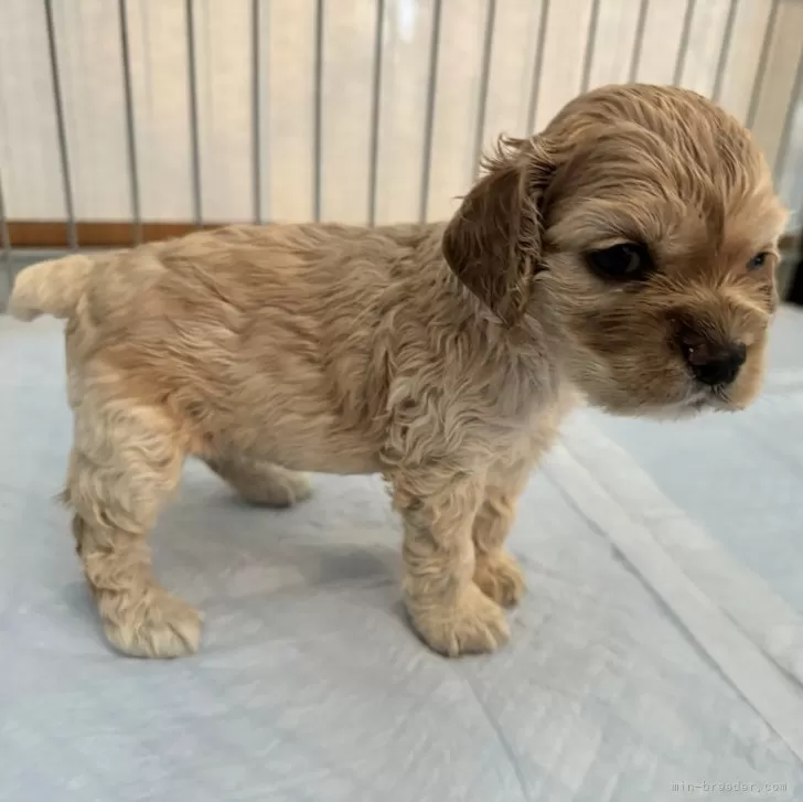 ID：2407-03794の子犬