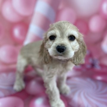 アメリカンコッカースパニエル【群馬県・女の子・2023年2月21日・バフ】の写真「🌸アメコカの美人な女の子🌸」