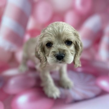 アメリカンコッカースパニエル【群馬県・女の子・2023年2月21日・バフ】の写真「🌸アメコカの可愛いい女の子。4/24迄の募集🌸」