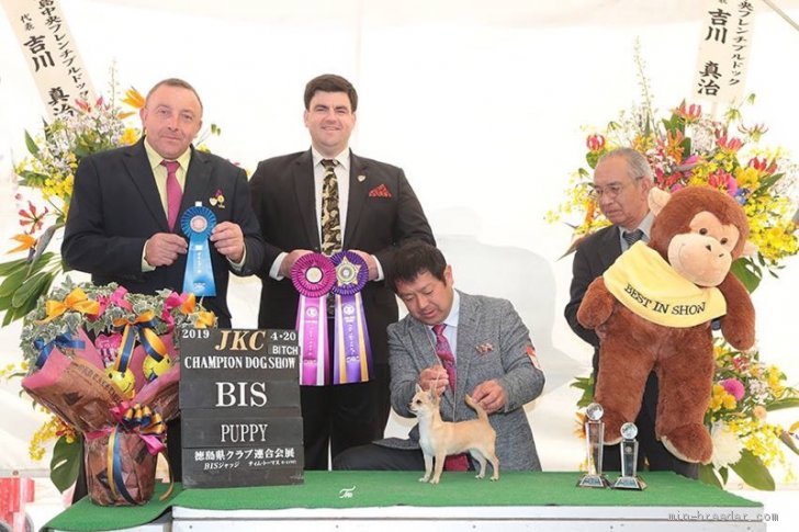 HD　伊藤ハンドラ－