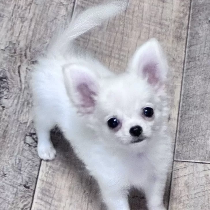 ID：2506-03904の子犬