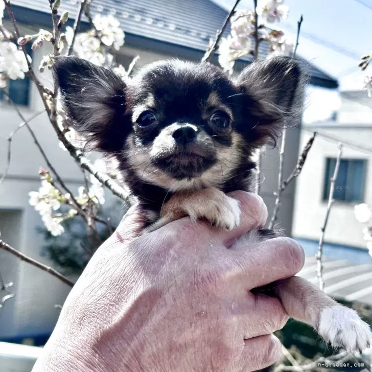 T.H 様のお迎えした子犬