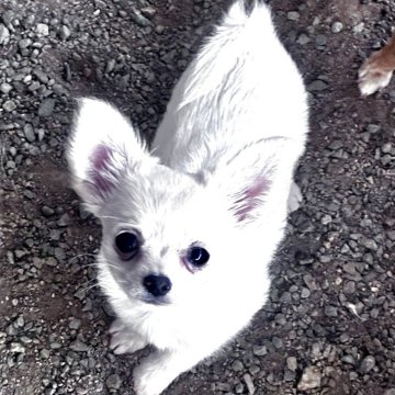 チワワ(ロング)【広島県・男の子・2025年9月13日・ホワイト&クリーム】の写真「骨格構成がしっかりした綺麗で可愛い男の子です」