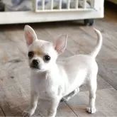 チワワ(スムース)