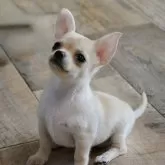 チワワ(スムース)