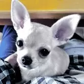 チワワ(スムース)