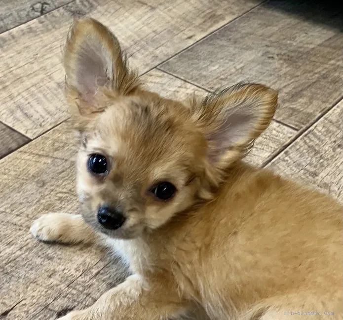 ID:2107-00013の子犬