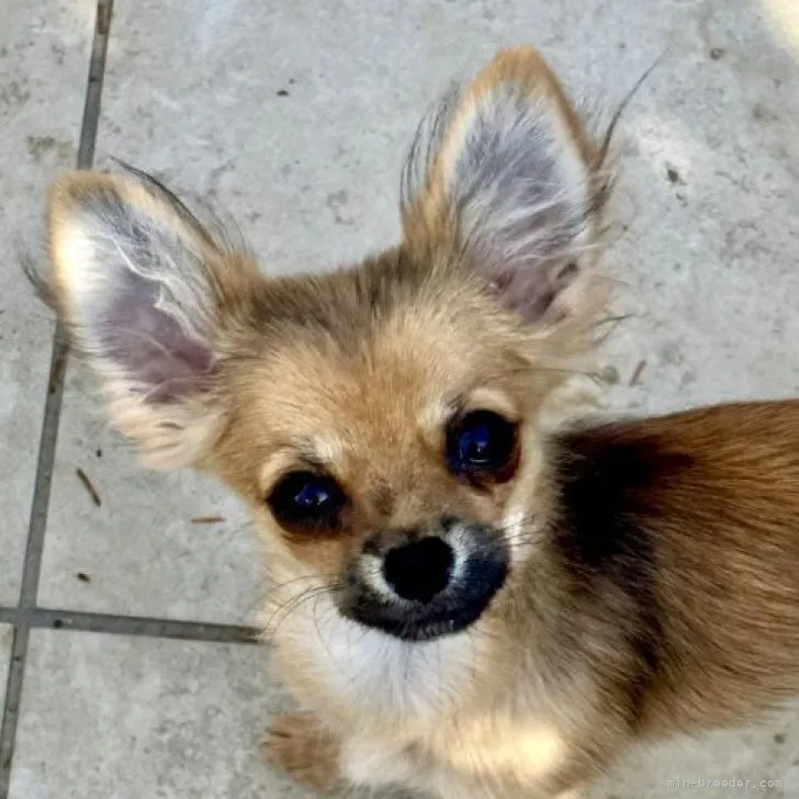 ID：2209-01300の子犬
