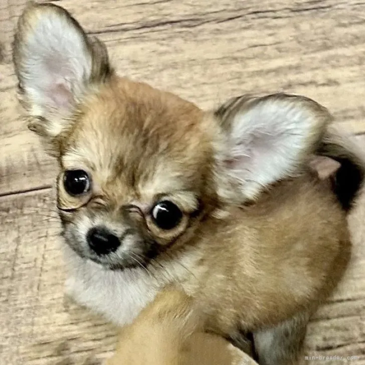 ID：2306-05353の子犬