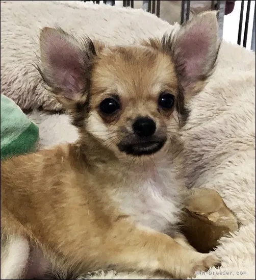 ID:2008-00878の子犬