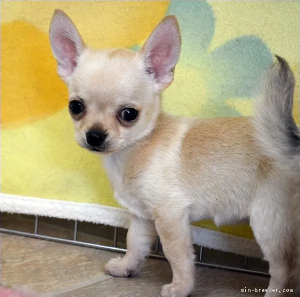 ID：1902-02702の子犬