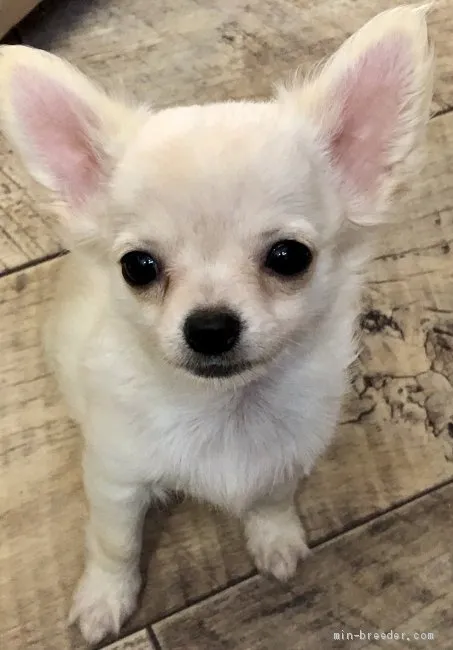 ID：2008-02308の子犬