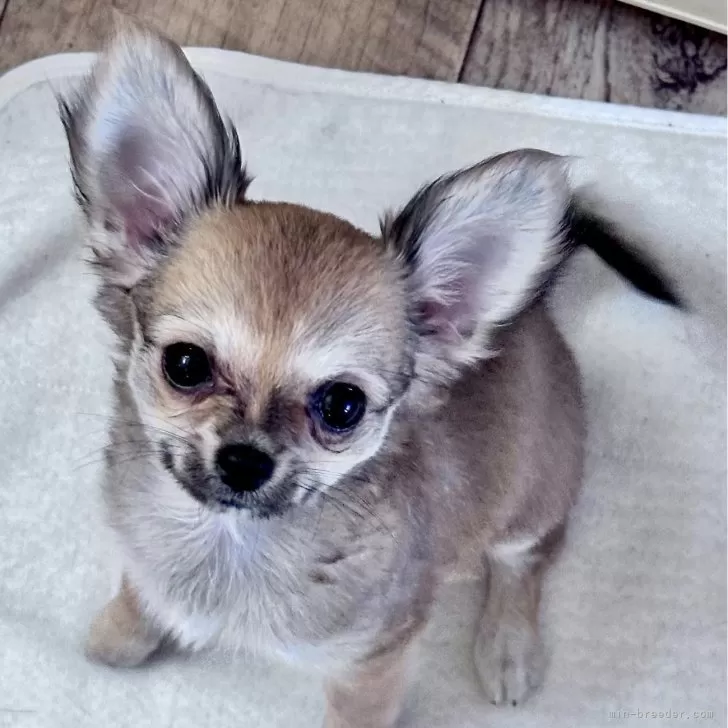 ID：2405-00822の子犬