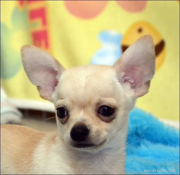 wanwans 様のお迎えした子犬