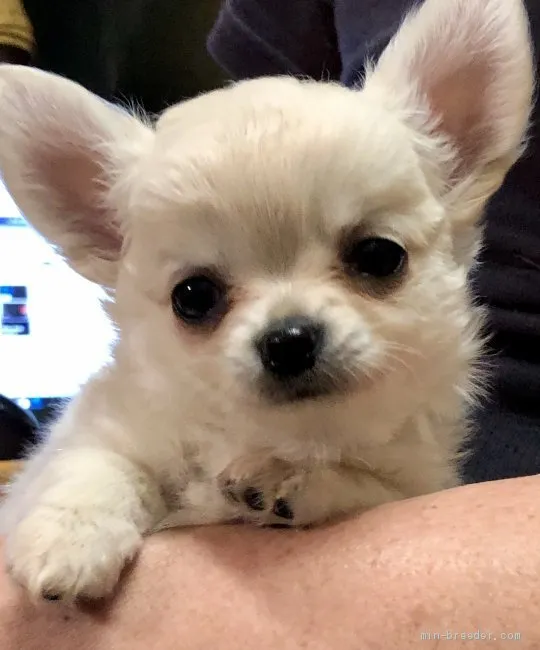 ID:2006-00815の子犬