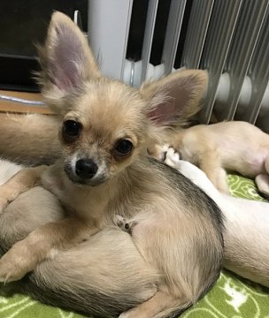チワワ(ロング)【広島県・男の子・2016年9月8日・フォ-ン&ホワイト】の写真「綺麗なロングコ－トチワワの男の子」