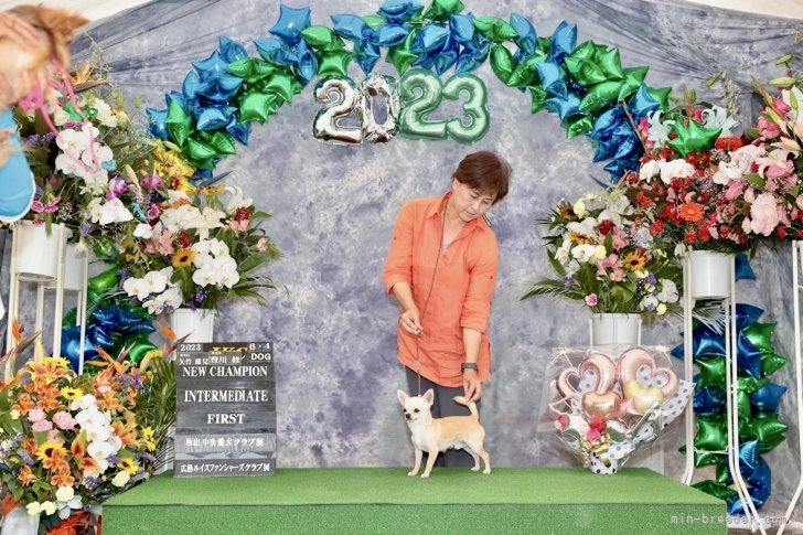 チワワ(スムース)【・男の子・2021年10月16日・フォーン&amp;ホワイト】「チャンピオン完成」