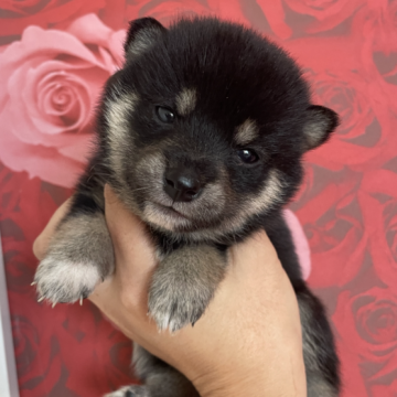 柴犬(豆柴)【福井県・女の子・2025年8月18日・黒毛】の写真「最高級！黒毛の極小犬！パパ犬KCチャンピオン犬🐕」