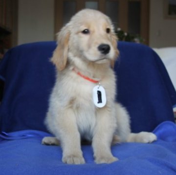 ゴールデンレトリバー【長崎県・女の子・2024年11月8日・ゴールド】の写真「優秀血統です、子犬としては最高の仕上がりです。」