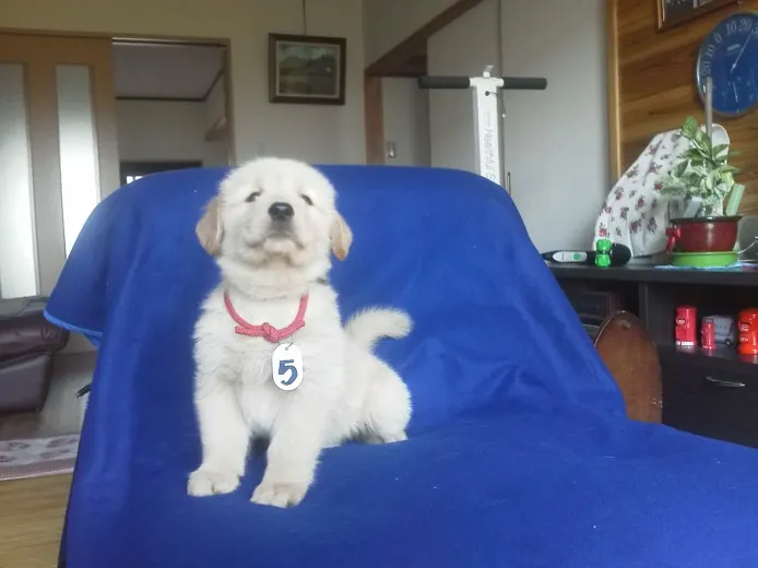 ちろもさん 様のお迎えした子犬