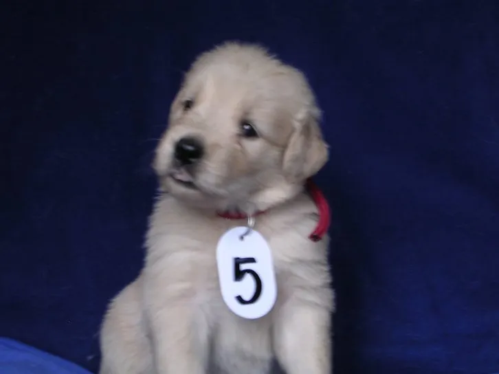 ID:1607-01520の子犬