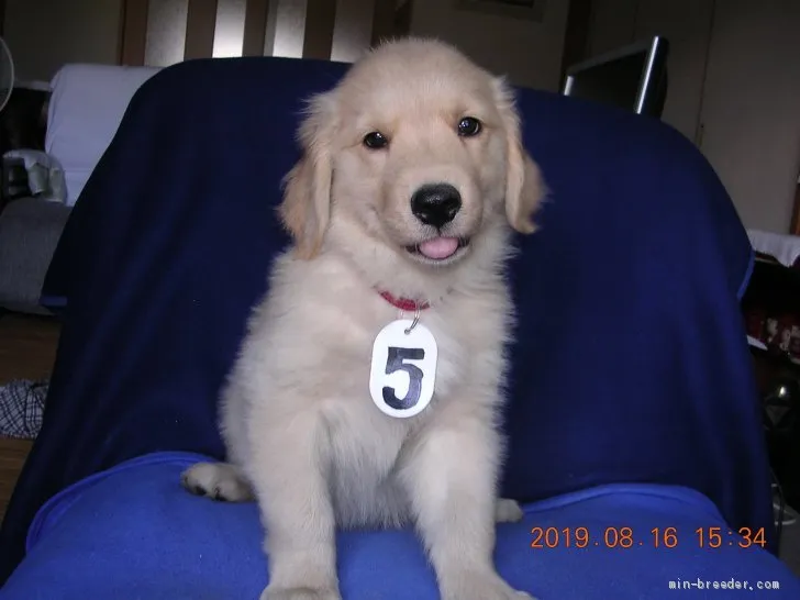 ID：1907-03000の子犬