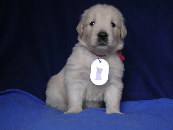 ID：1607-01523の子犬