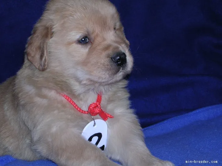 ID：1801-02392の子犬