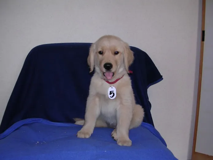 ID：1406-00147の子犬