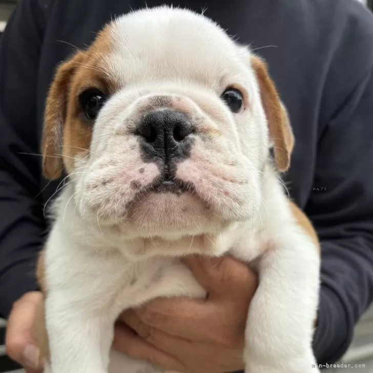 ID：2505-06933の子犬