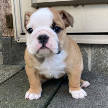 ブルドッグ【佐賀県・女の子・2024年2月3日・レッド&ホワイト】の写真「可愛いお顔の女の子です🎀」