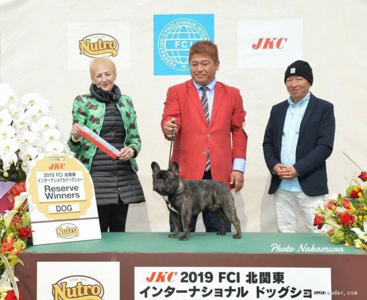 チャピオン犬育てています。｜芝田　晃章(しばた　てるあき)ブリーダー(栃木県・トイプードルなど・JKC登録)の紹介写真2