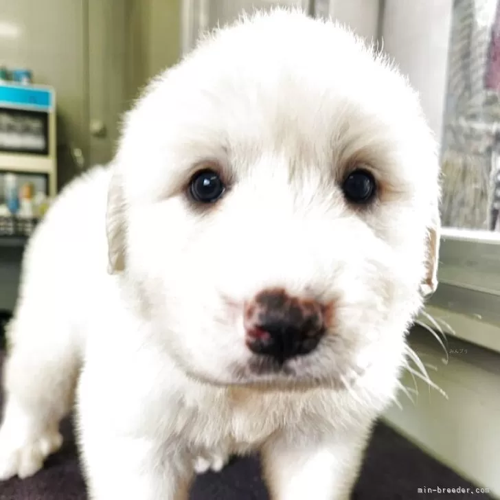 ID：2509-04433の子犬