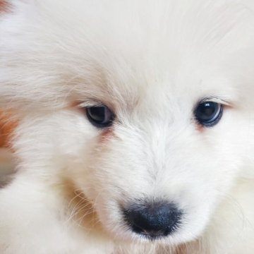 サモエド【栃木県・女の子・2025年7月10日・ホワイト】の写真「ゴマアザラシ」