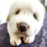 グレートピレニーズ