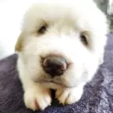 グレートピレニーズ